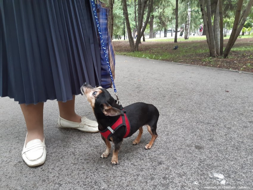 Знакомство с Лапой — Куклы Baboliy (Баболи