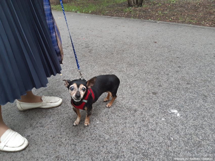 Знакомство с Лапой — Куклы Baboliy (Баболи