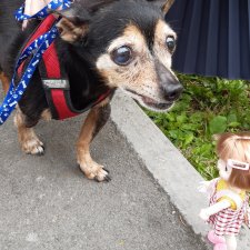 Знакомство с Лапой