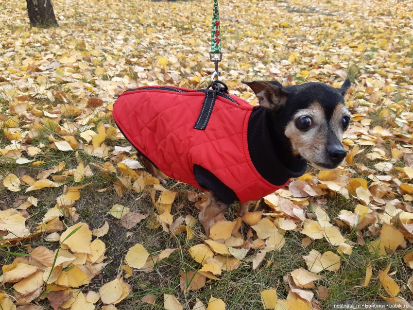 С Лапой в парке — Куклы Baboliy (Баболи (фото 9)