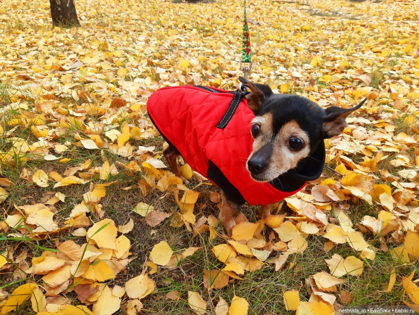 С Лапой в парке — Куклы Baboliy (Баболи (фото 7)