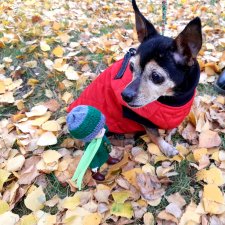 С Лапой в парке