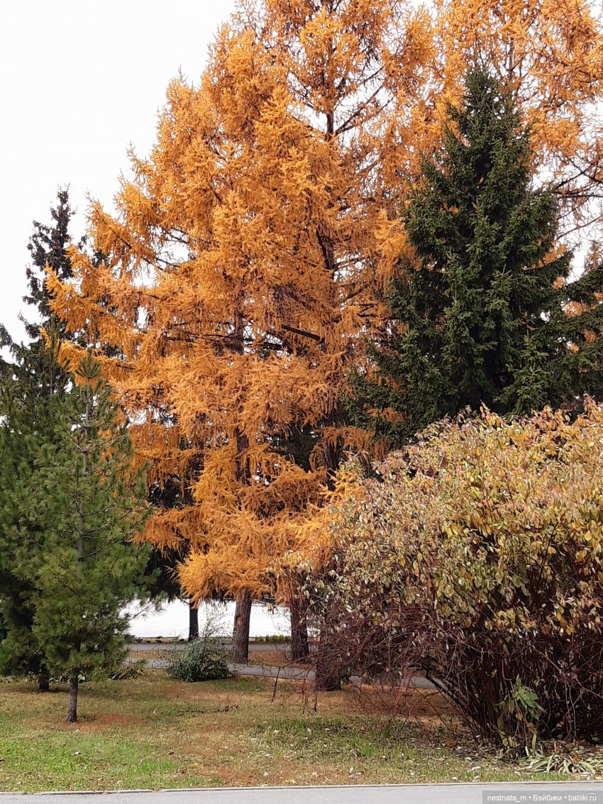 С Лапой в парке — Куклы Baboliy (Баболи