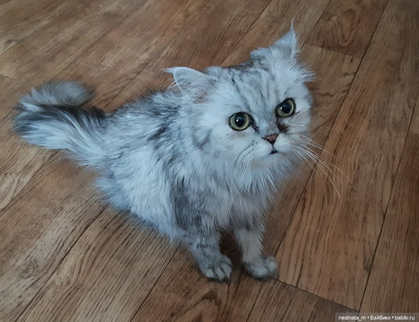 Выездные смотрины — Куклы Baboliy (Баболи (фото 7)