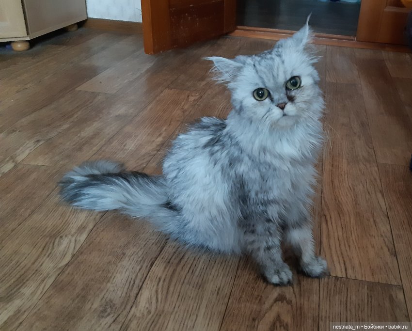 Выездные смотрины — Куклы Baboliy (Баболи (фото 6)