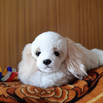 Собака Пушинка