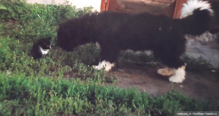 Собака Пушинка — Интересные игрушки и фигурки (разное): редкие