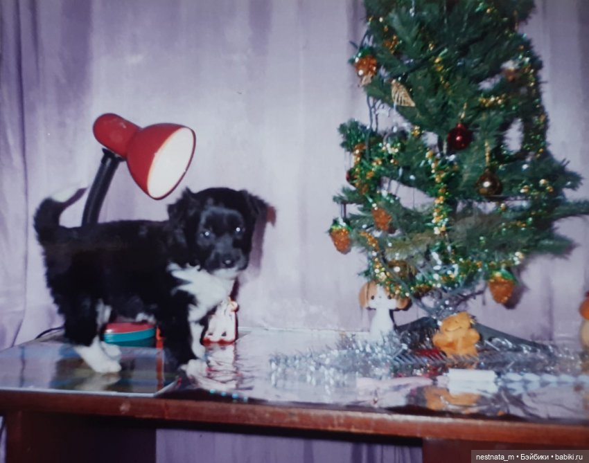 Собака Пушинка — Интересные игрушки и фигурки (разное): редкие