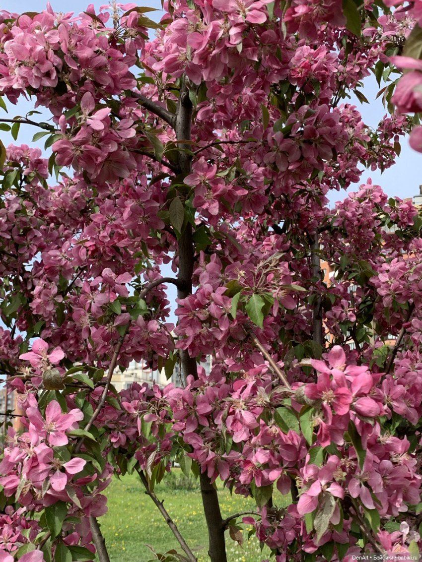 Когда яблони в цвету — Куклы Rainbow High (Рейнбоу Хай (фото 9)