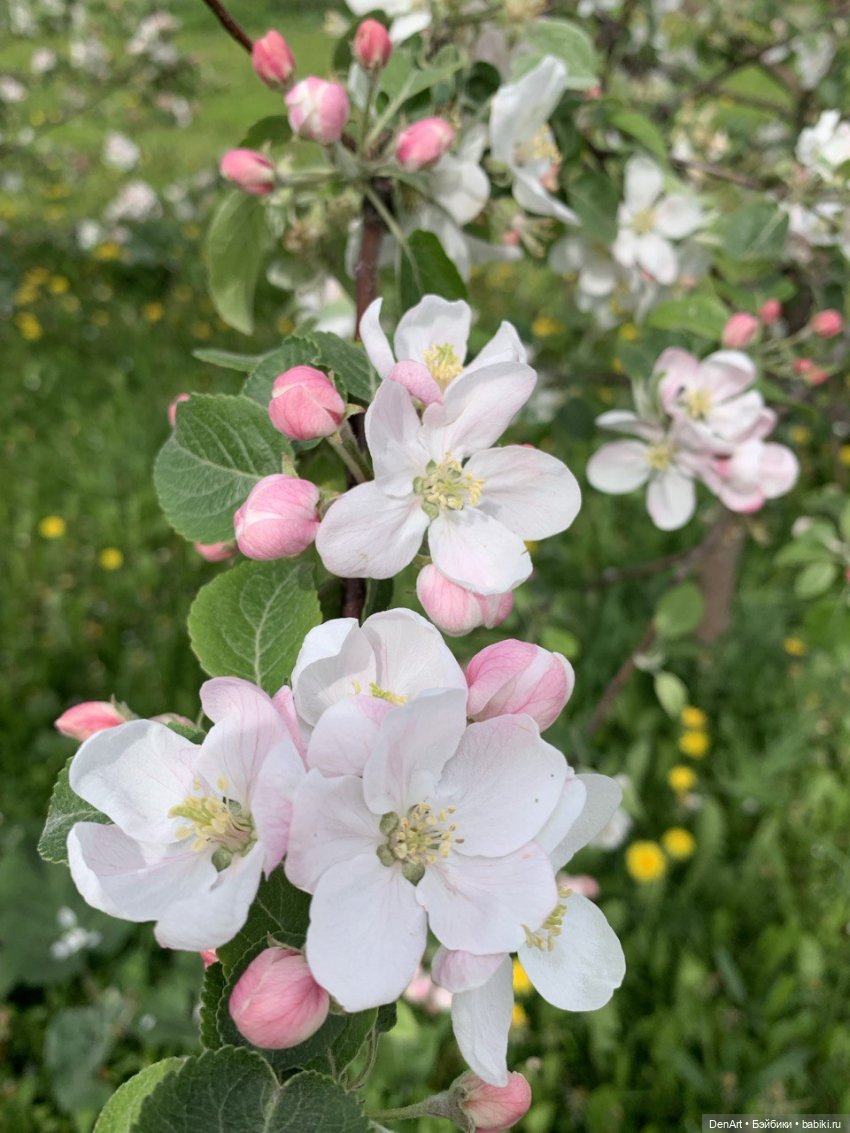 Когда яблони в цвету — Куклы Rainbow High (Рейнбоу Хай