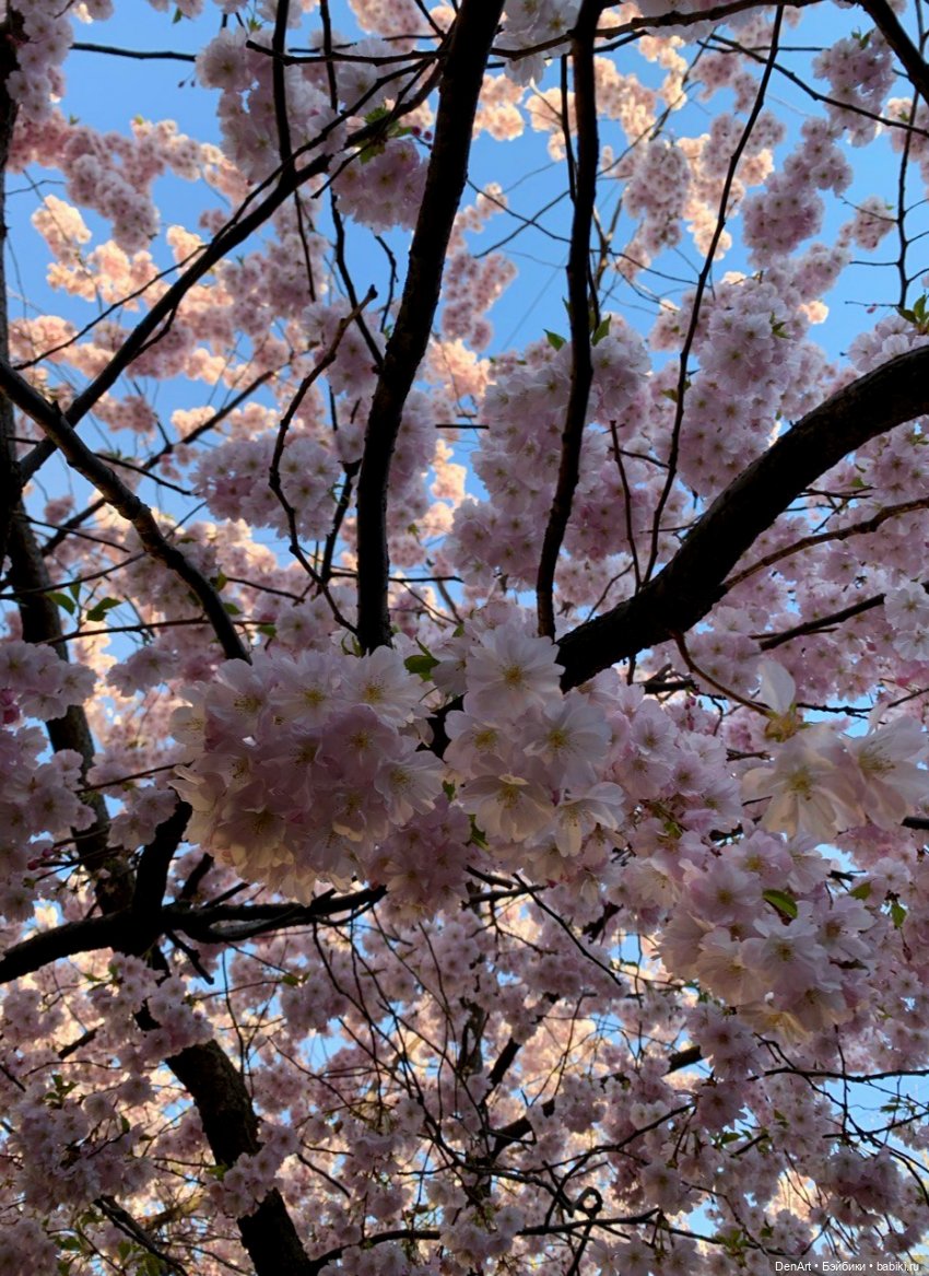 Когда яблони в цвету — Куклы Rainbow High (Рейнбоу Хай (фото 2)