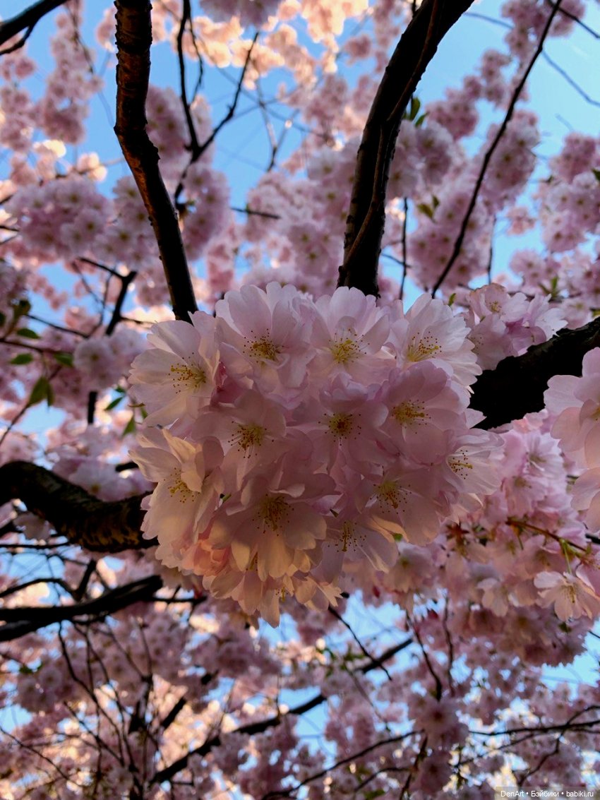 Когда яблони в цвету — Куклы Rainbow High (Рейнбоу Хай (фото 3)