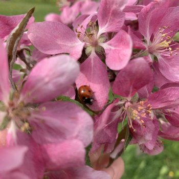 Когда яблони в цвету