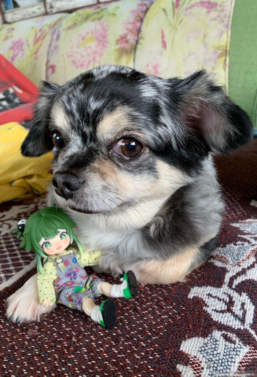 Жабья дача — Куклы Simontoys и Come4Free (Blind Box): Teennar