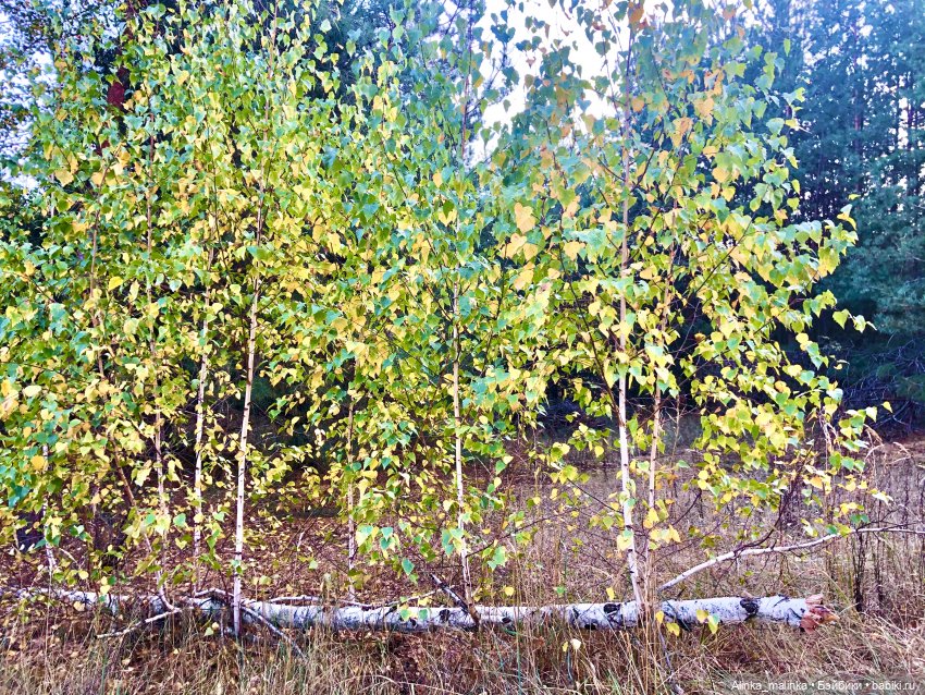 В осеннем сказочном лесу | Бэйбики В осеннем сказочном лесу — Куклы Gotz (Готц): Ханна