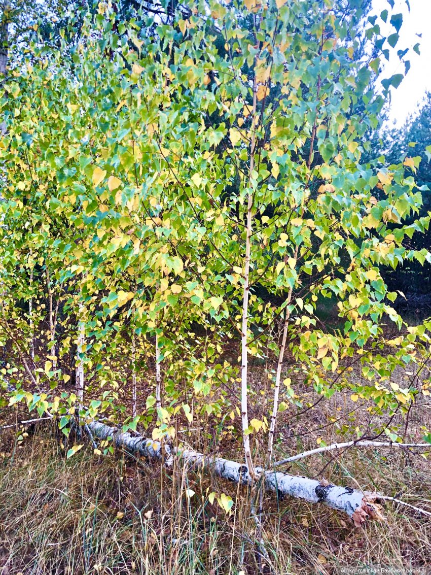 В осеннем сказочном лесу | Бэйбики В осеннем сказочном лесу — Куклы Gotz (Готц): Ханна