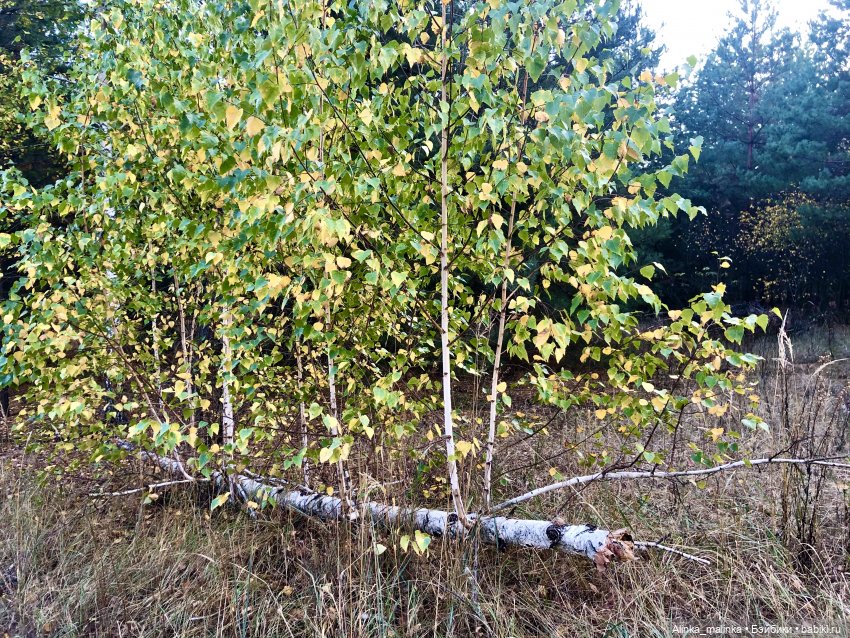 В осеннем сказочном лесу | Бэйбики В осеннем сказочном лесу — Куклы Gotz (Готц): Ханна