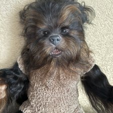 Оборотень Феликс