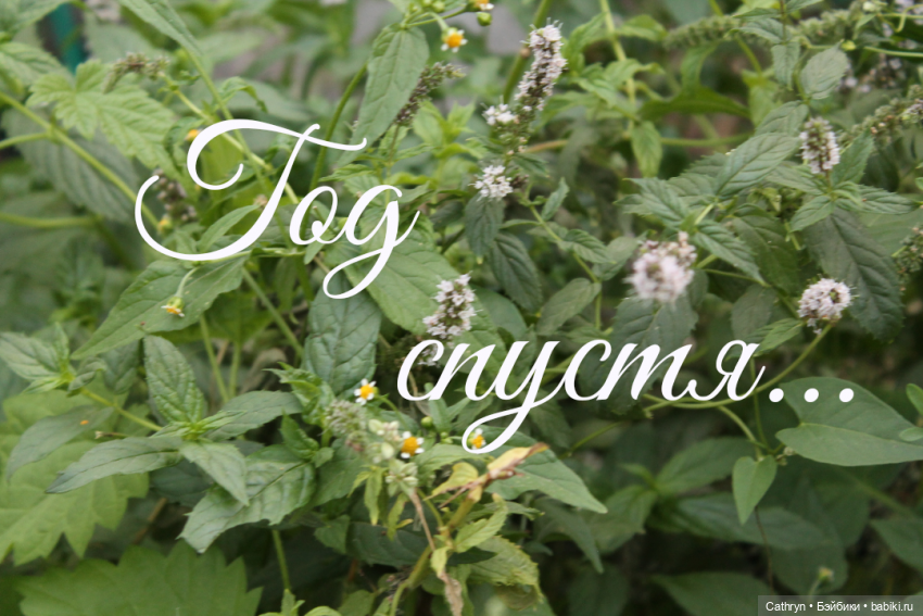 Мятная любовь — Куклы Barbie (Барби): Looks