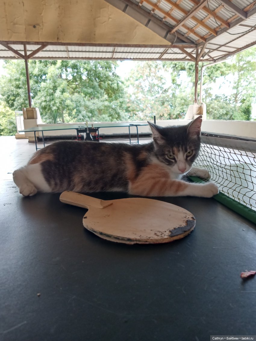 😻С днём котиков😻 — Туризм и путешествия: фотоотчеты из поездок (фото 7)