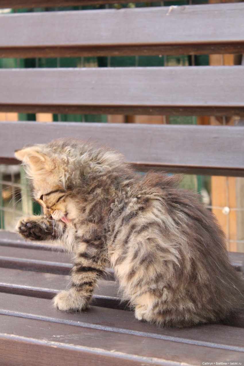 😻С днём котиков😻 — Туризм и путешествия: фотоотчеты из поездок (фото 3)