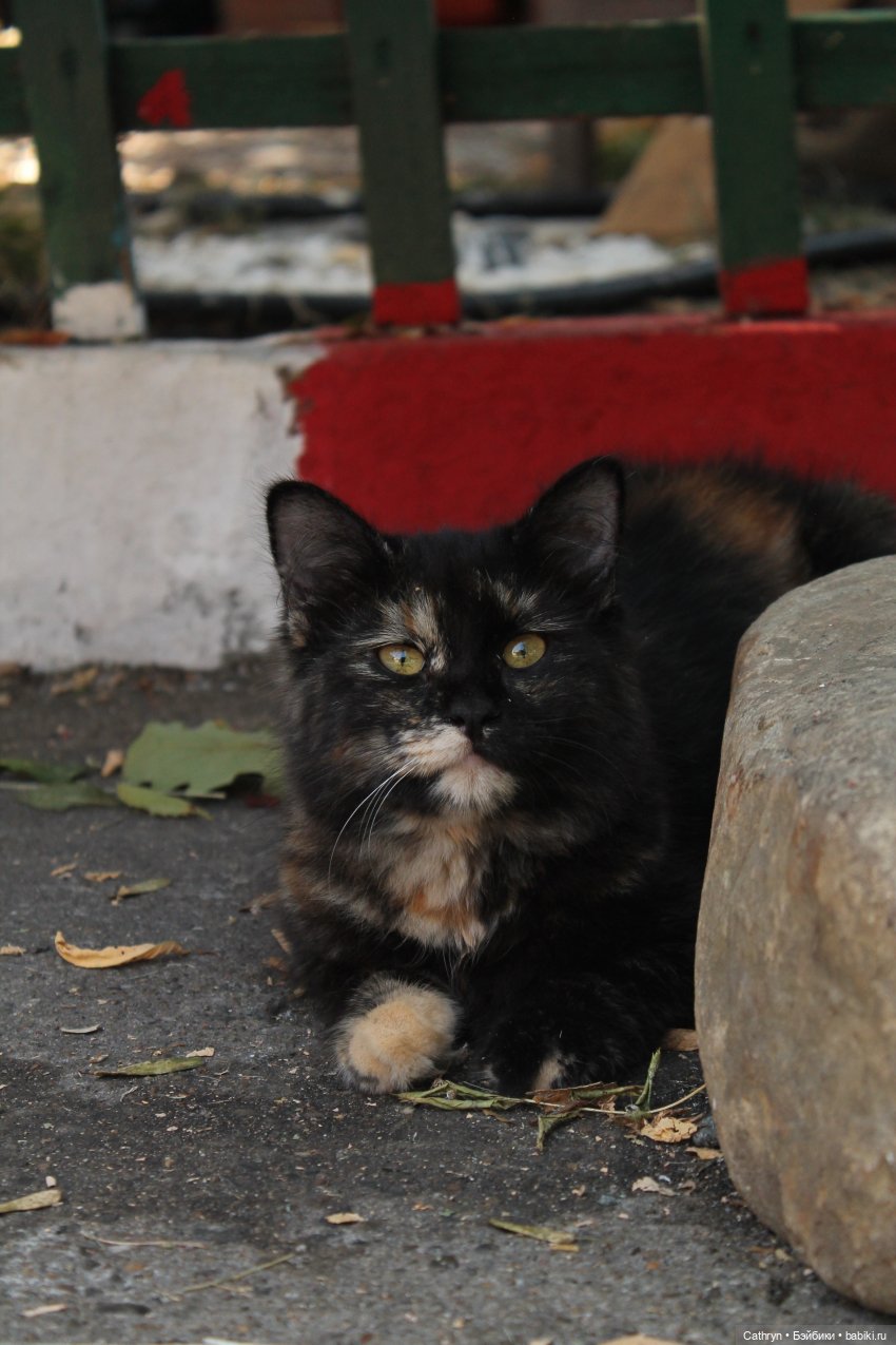 😻С днём котиков😻 — Туризм и путешествия: фотоотчеты из поездок (фото 5)