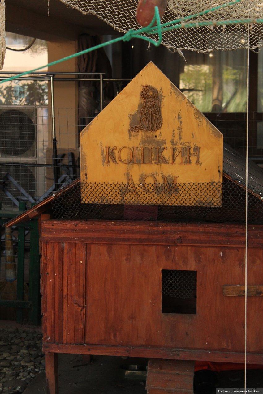 😻С днём котиков😻 — Туризм и путешествия: фотоотчеты из поездок