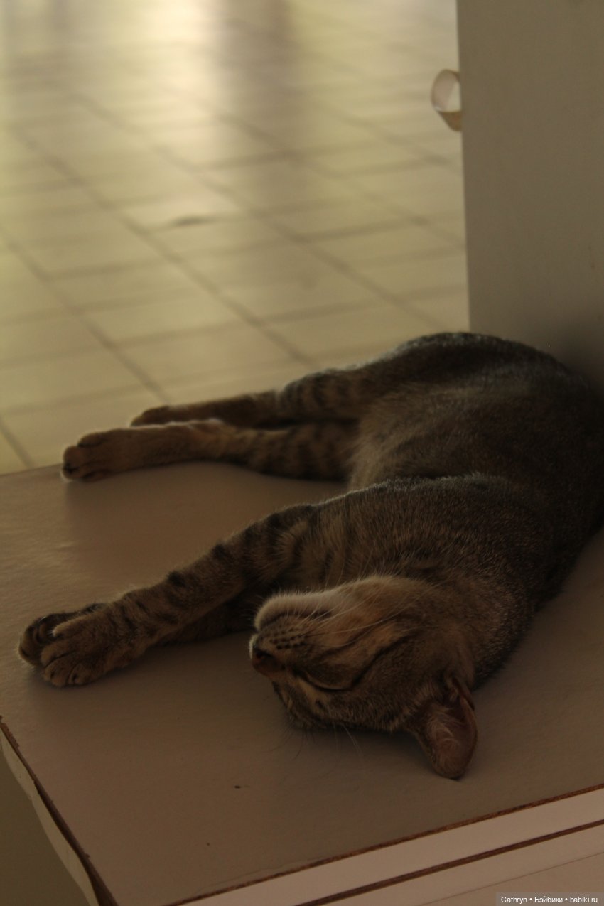 😻С днём котиков😻 — Туризм и путешествия: фотоотчеты из поездок (фото 2)