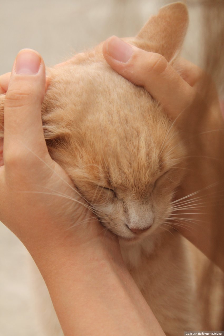 😻С днём котиков😻 — Туризм и путешествия: фотоотчеты из поездок (фото 6)