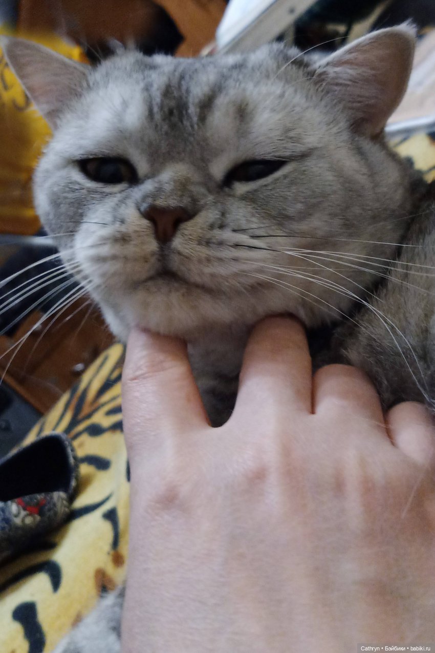 😻С днём котиков😻 — Туризм и путешествия: фотоотчеты из поездок