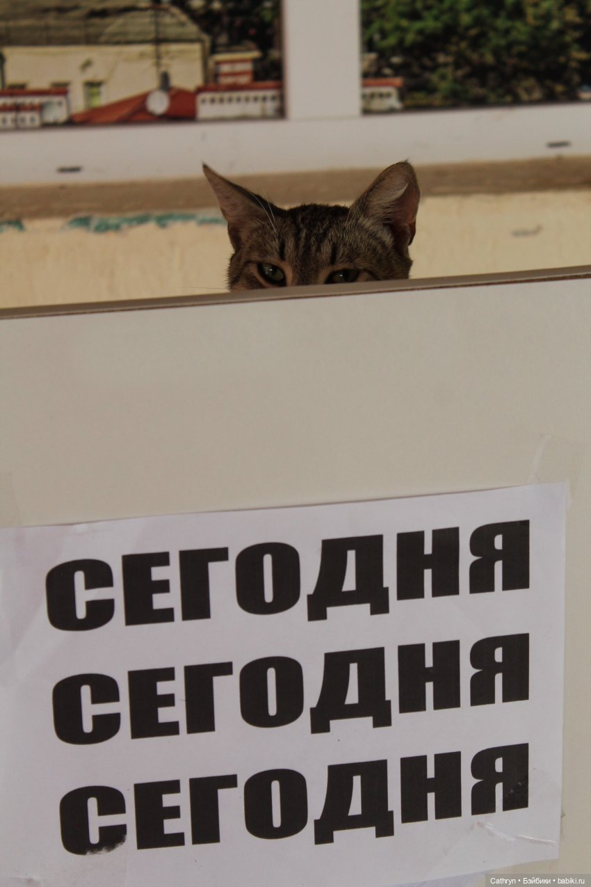 😻С днём котиков😻 — Туризм и путешествия: фотоотчеты из поездок (фото 8)