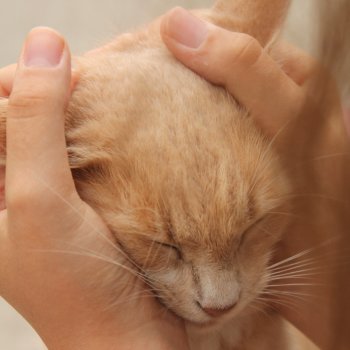 😻С днём котиков😻