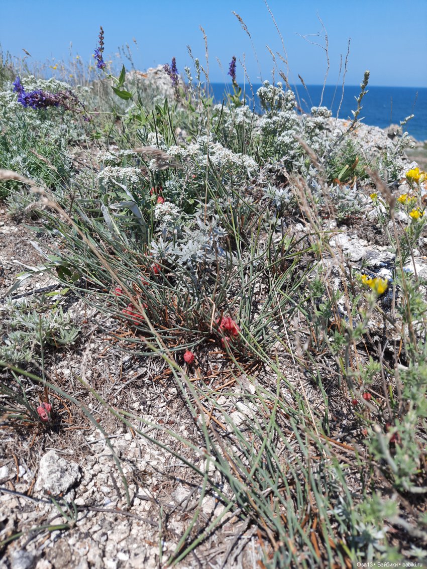 Капуцина на Генеральских пляжах