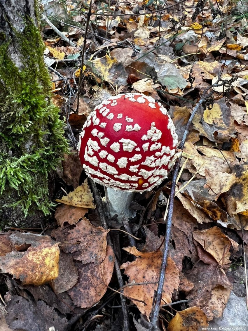 Грибные дела — Куклы Nines d'Onil (Нинес): Миа (Mia) (фото 8)