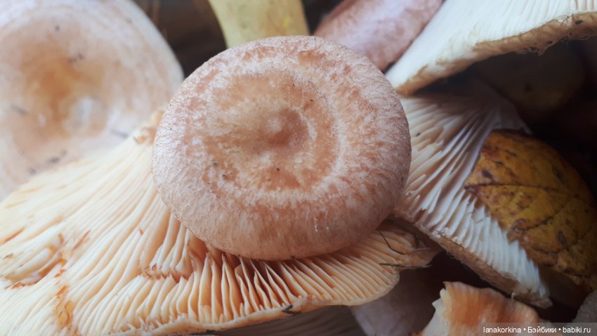 Грибные дела — Куклы Nines d'Onil (Нинес): Миа (Mia) (фото 7)