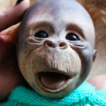 Обезьянка молд оригинал