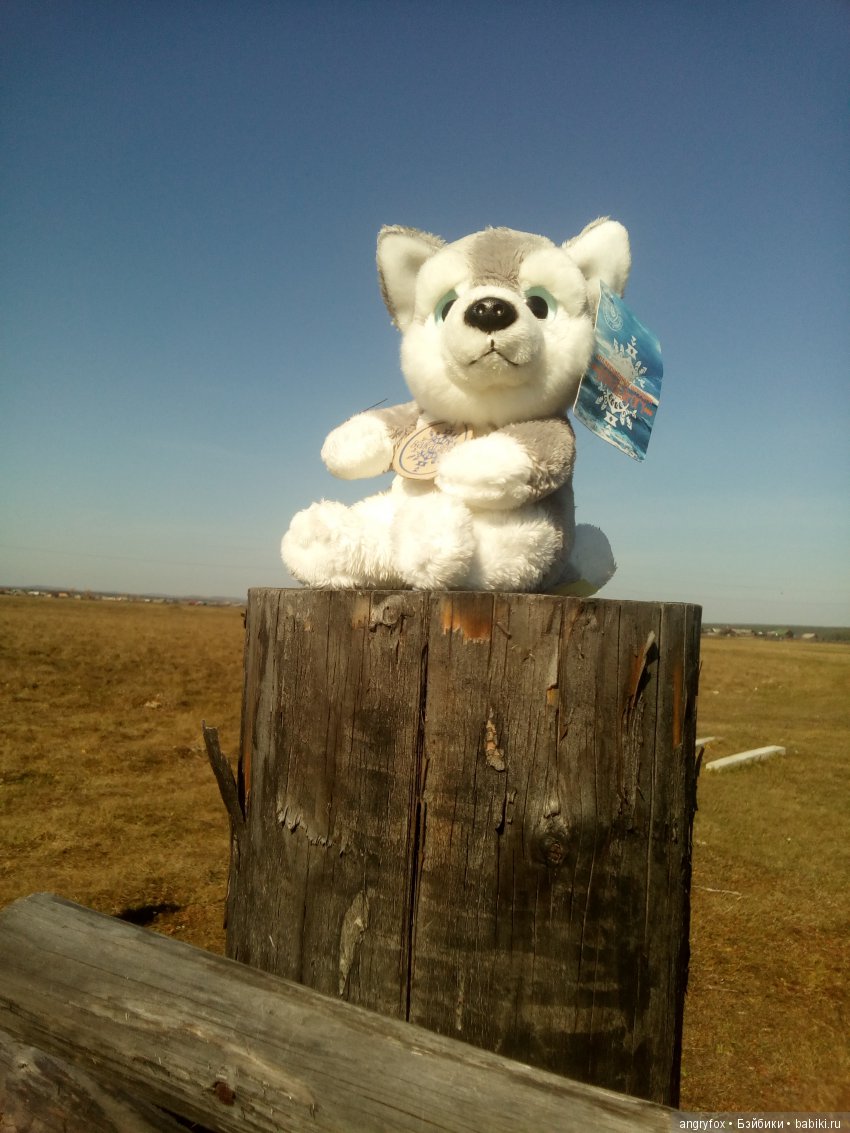 Байкальские истории. Хаски. Байкальские истории. Хаски.