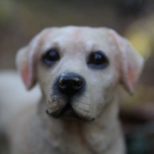 With love for animals