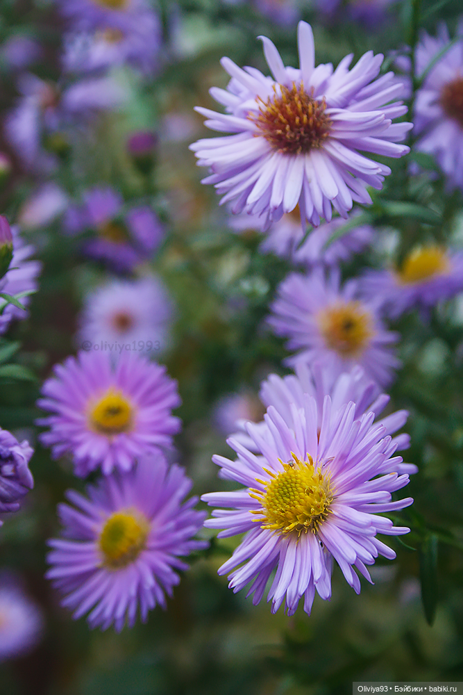 Загородная эстетика 🌳🏡 — Домашние фото авторских кукол: личные коллекции (фото 2)