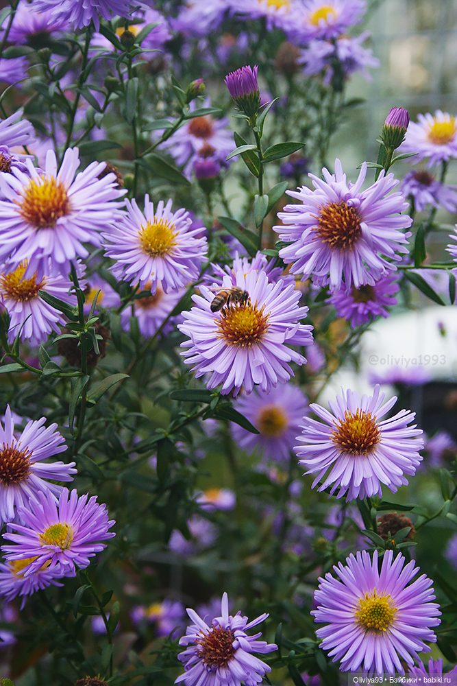 Загородная эстетика 🌳🏡 — Домашние фото авторских кукол: личные коллекции