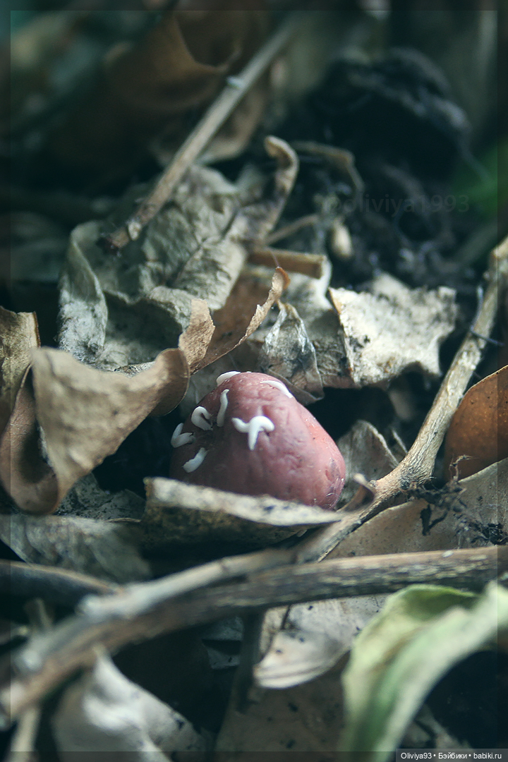 Сабрина ООАК (FREYJA DOLLS | Firexia)