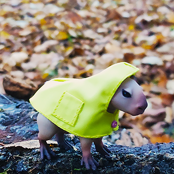 Осенняя капушка 🍂💛