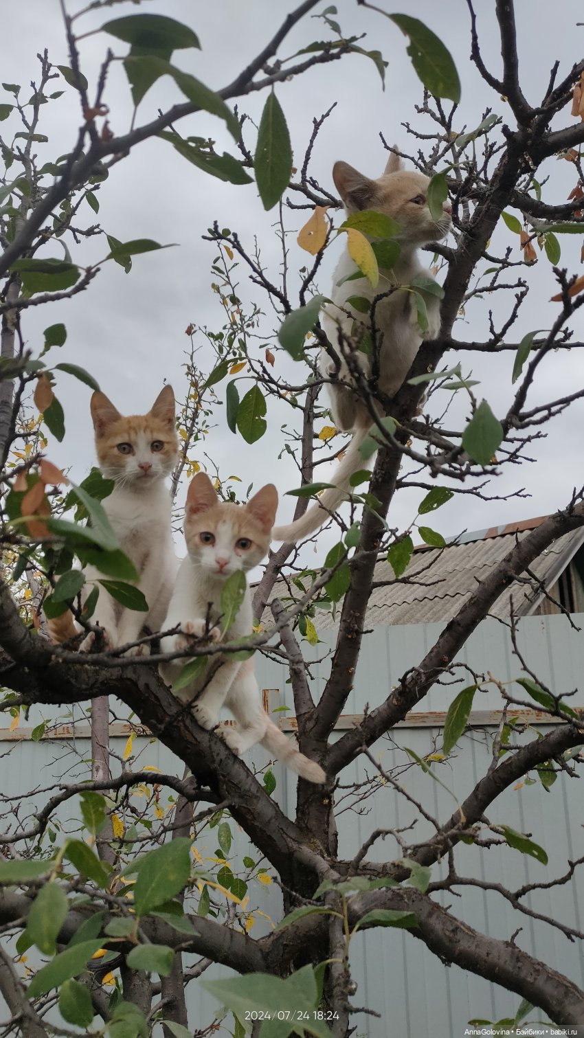 Лагерь "Дачный". Приключения продолжаются (фото 7)