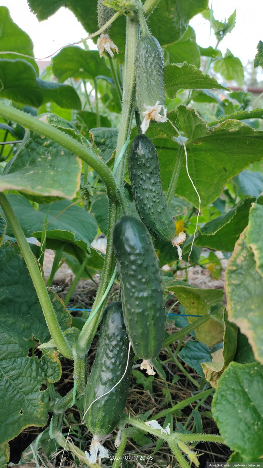 Лагерь "Дачный". Приключения продолжаются (фото 8)