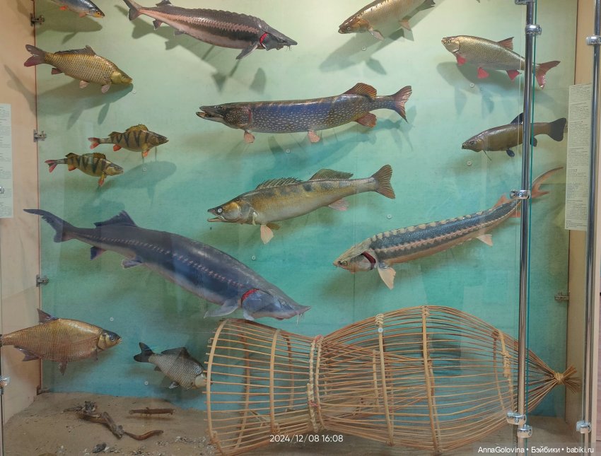 Как мы ходили в музей. Саратов. ЧАСТЬ 4