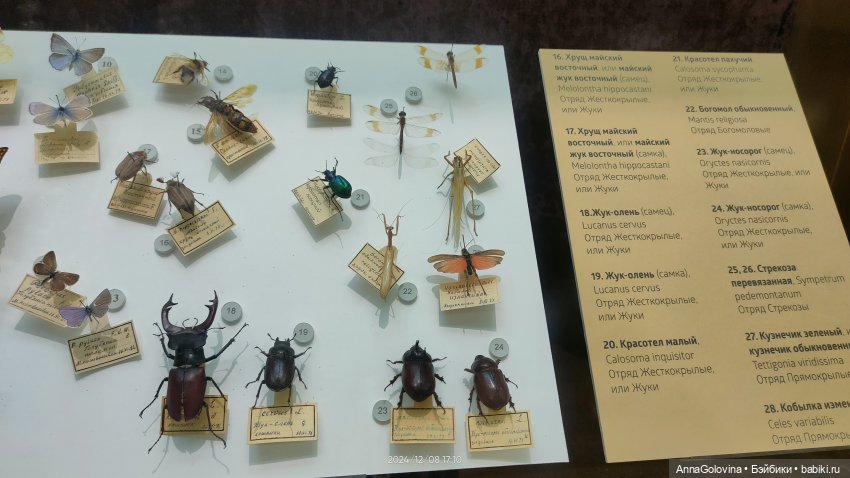 Как мы ходили в музей. Саратов. ЧАСТЬ 5 (фото 7)