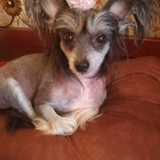 Скажи, почему Ты покупаешь кукол?