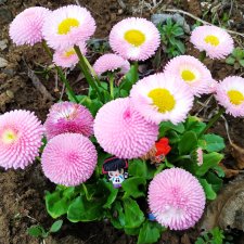 Найди куклу в цветах (просто для поднятия настроения)