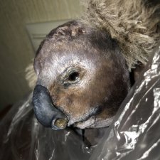 Сама милая Коала от волшебницы iNNaMatus !