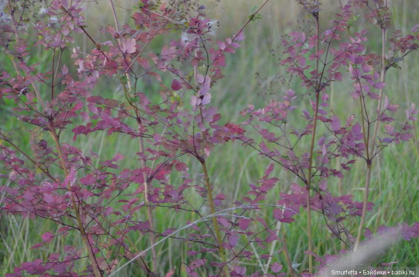 Летом любая погода - благодать (фото 4)